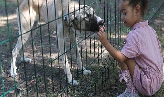 Büyükşehir Yavru Can Dostları Eğiterek Sahiplendiriyor