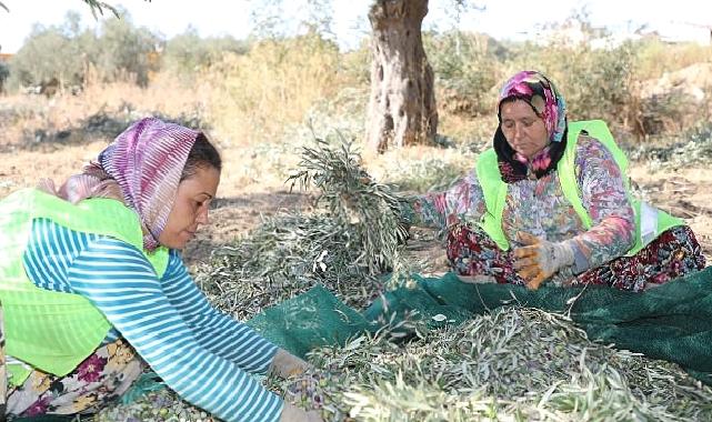 Başkan Arslan: En kaliteli zeytinyağını elde ediyoruz