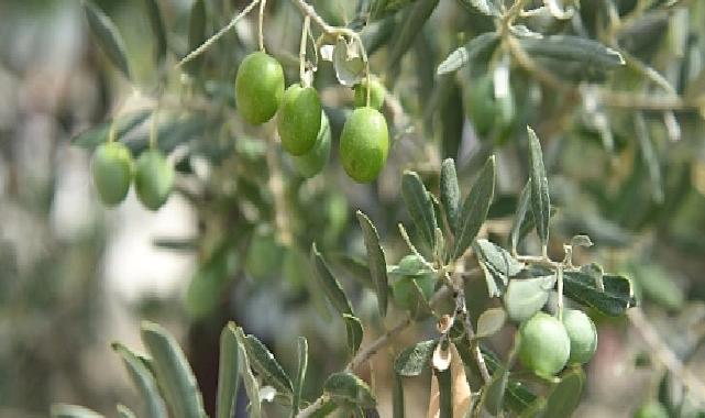 Ayvalık 18. Uluslararası Zeytin Hasat Festivali Başlıyor