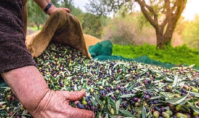 Türkiye'nin Sofralık Zeytin İhracatı 184 Milyon 510 Bin Dolar Oldu