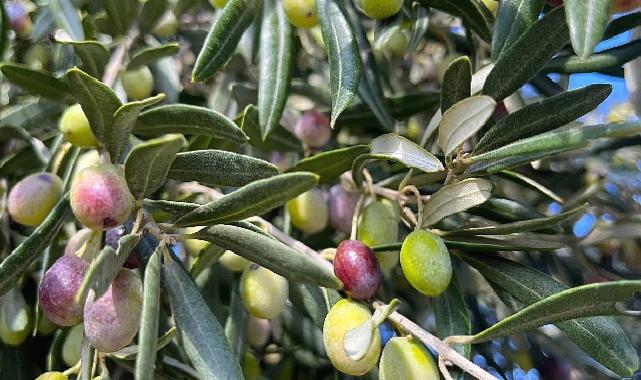 Aliağa, Zeytin Hasat Şenliğinde Buluşuyor