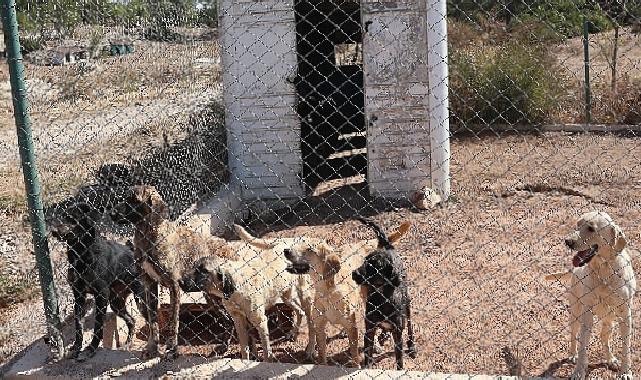 Egeli ihracatçılardan barınak hayvanlarına mama yardımı