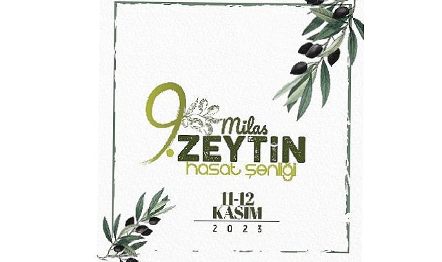 9 Milas zeytin hasat şenliği heyecanı başlıyor