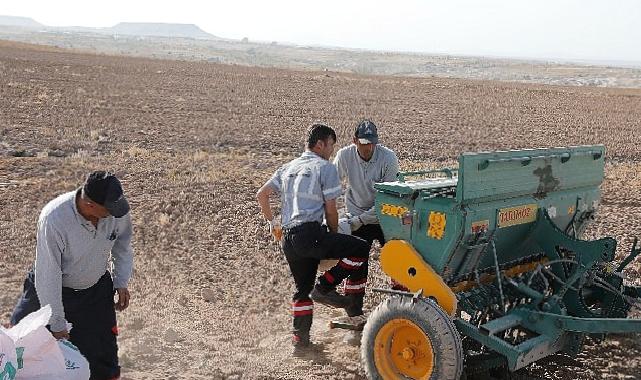 Nevşehir belediyesi yerli tohum ile buğday ekimi gerçekleştirdi