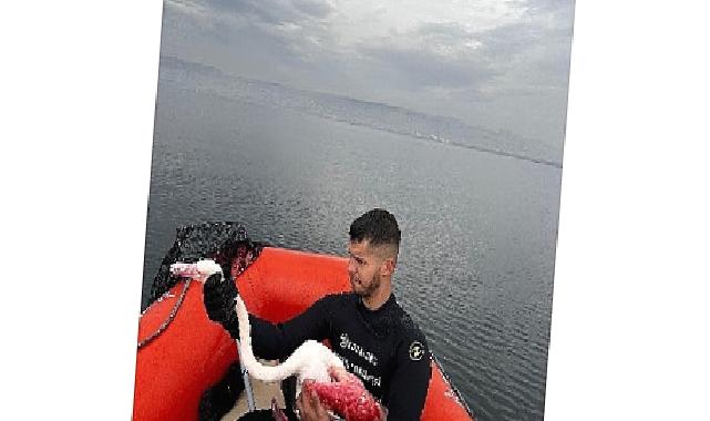 Kocaeli İtfaiyesi, İzmit Körfezinde mahsur kalan yaralı Flamingo'yu kurtardı