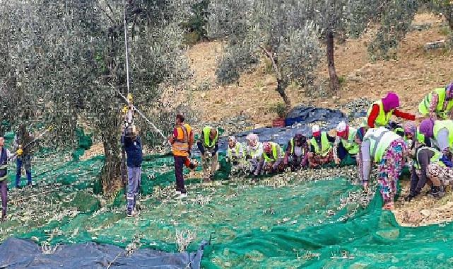 Zeytinin başkenti Burhaniye'de hasat zamanı