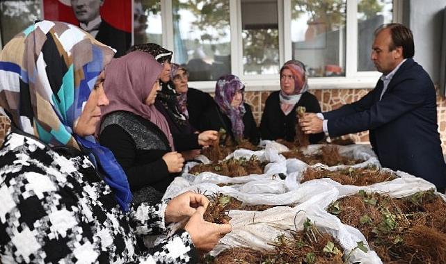 Nilüfer Belediyesi'nin desteğiyle çilek üretimi artıyor