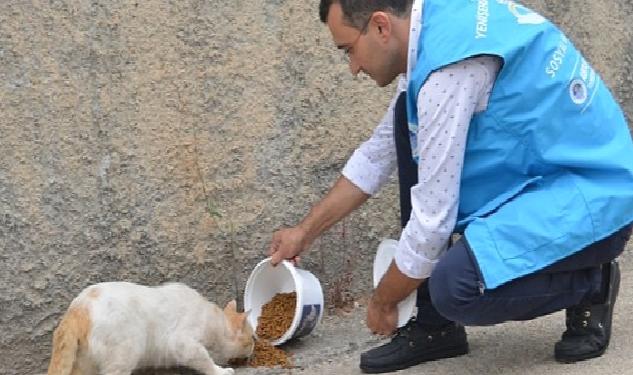 Yenişehir Belediyesi sokak hayvanlarını yalnız bırakmıyor