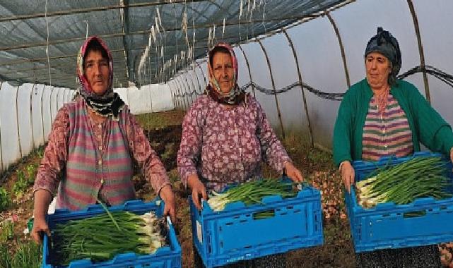 Kocaeli Büyükşehir Belediyesinden kooperatiflere yüzde 75 hibeli tarım desteği