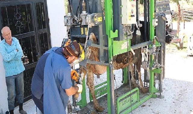 Antalya Büyükşehir'in hayvancılığa desteği sürüyor