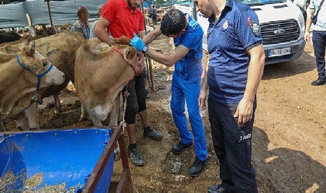 Buca Belediyesi'nde Kurban Bayramı mesaisi