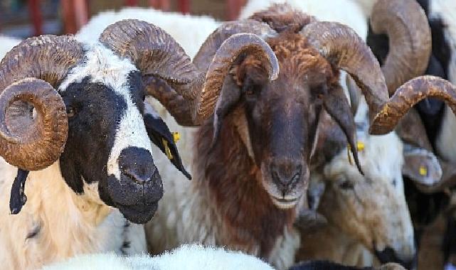 Van'da Kurban Satış ve Kesim yerleri belirlendi