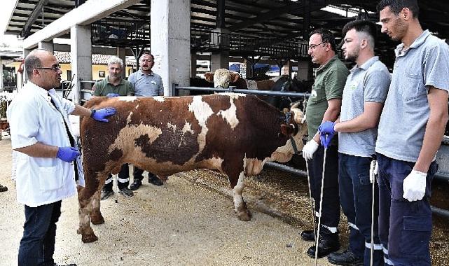 Osmangazi'de kurban yakalama timleri göreve hazır