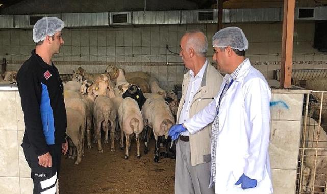 Bayrampaşa'da kurbanlıklar denetim altında