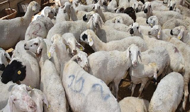 Selçuklu'da kurban satış ve kesim yerleri hazır