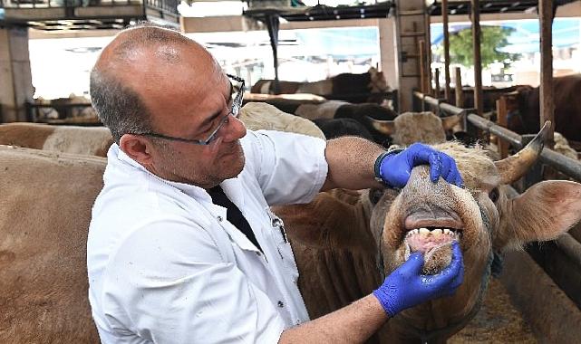 Osmangazi'de yaşına girmemiş ve gebe hayvanların satışına izin verilmiyor