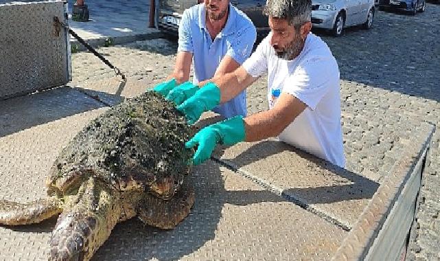 Körfez'de yaralı "Caretta Caretta" bulundu