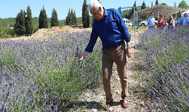 Muğla Büyükşehir Lavanta Bahçesi Yeni Sezona Hazır