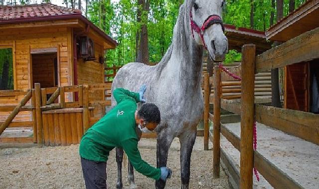 Ormanya bayrama hazır