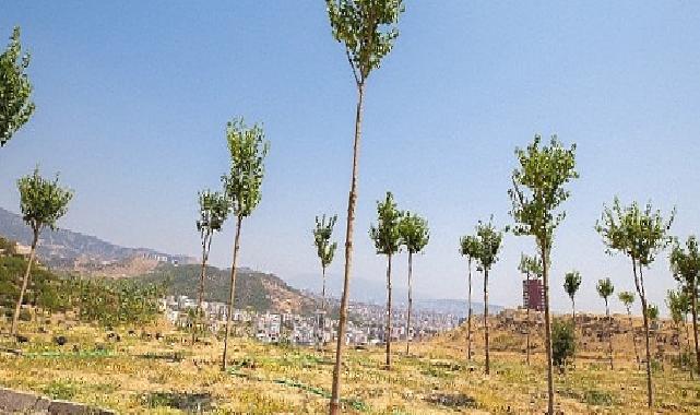 Karşıyaka'da iklim krizine karşı 95 bin ağaç toprakla buluşturuldu