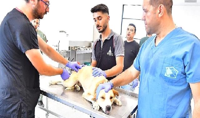 İzmir'de bir yılda 25 bin kedi ve köpek kısırlaştırıldı