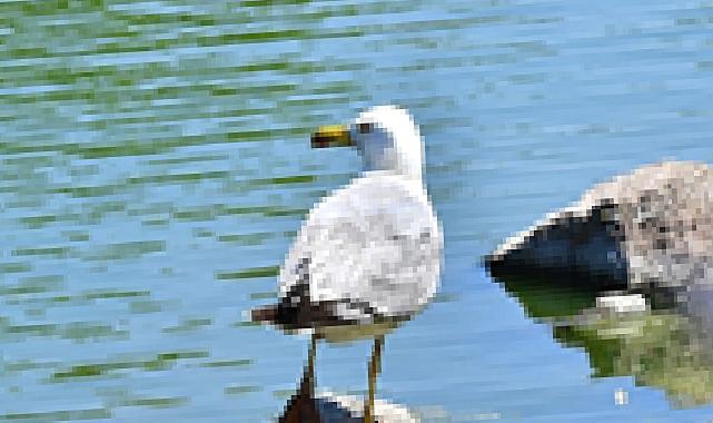 İzmir Doğal Yaşam Parkı'nın göçmen kuşları