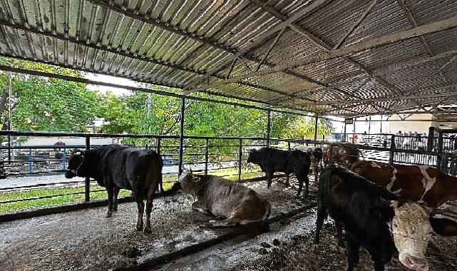 Büyükşehir Mezbahaları Bayramda Tam Kapasite Çalıştı