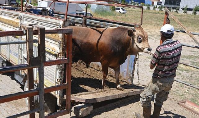 Hayat ağacı derneğinde 64 adet büyükbaş 41 adet küçükbaş kurban kesildi