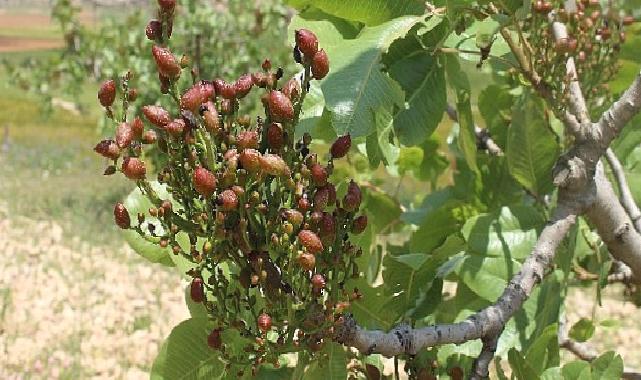 Antalya Büyükşehir'in Antepfıstığı fidanları yüz güldürdü