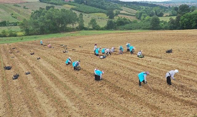 Tıbbi Aromatik Bitki Yetiştiriciliğinde yeni ürün; kekik