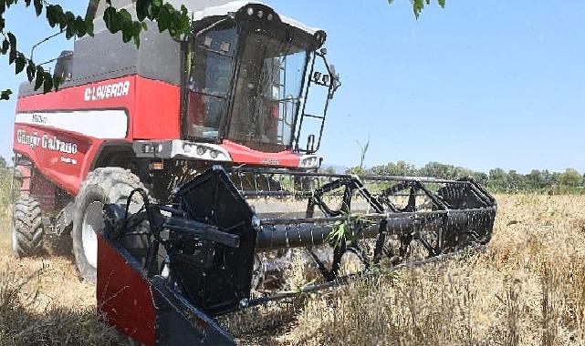 İlk Defa Belediye Arazisinde Buğday Hasadına Başlandı