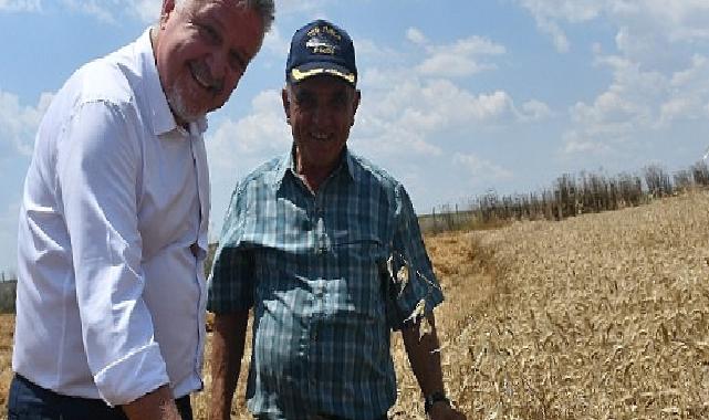 Lüleburgaz Belediyesi buğday hasadı yaptı