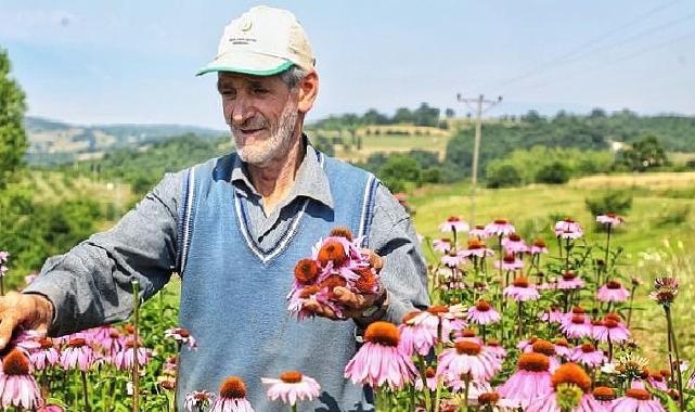 Ekinezya Hasat İçin Gün Sayıyor