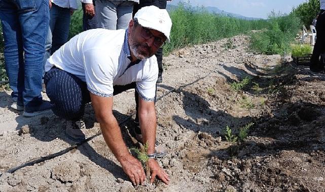 Kuşkonmaz üreticisi Sparga1 Tarım A.Ş., 400 dönümlük alanda dikim faaliyetine başladı