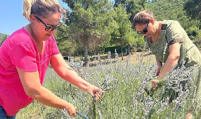 Bodrum Belediyesi, Garaova Tarım Park'ta üretilen lavantaların hasadına başladı.