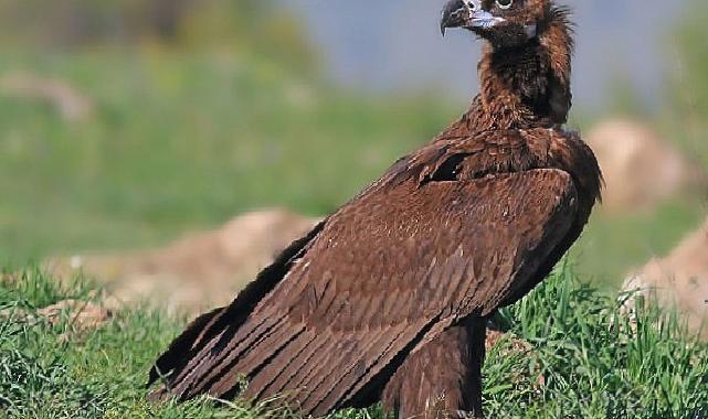 Beypazarı'nda doğa katliamına neden olacak kalker ocağı projesi durduruldu