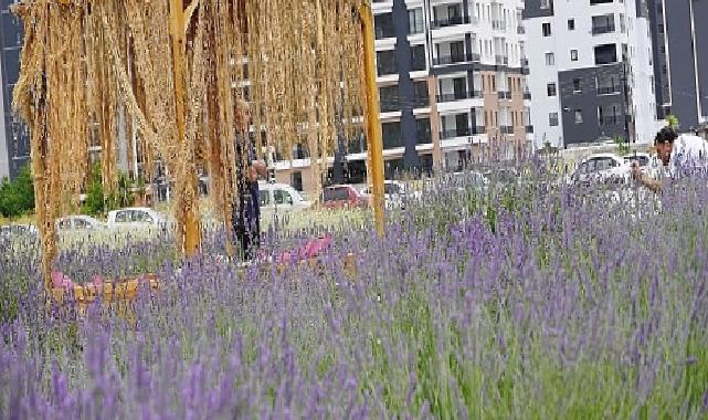 Başkan Altınok fotoğrafçıları Lavanta ve Gül bahçesine davet etti 