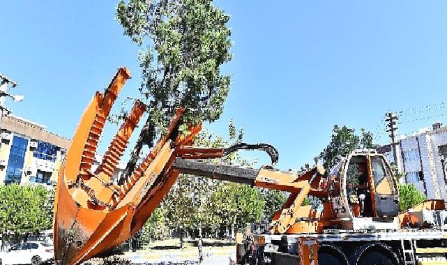 Buca Metrosu'nda istasyon inşaatları öncesinde ağaçlar geçici olarak taşınıyor