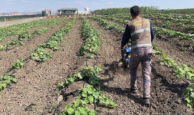 Keçiören belediyesi bostanında hasat başladı 