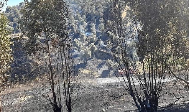 Germencik'te otoban kenarında çıkan yangın kontrol altına alındı