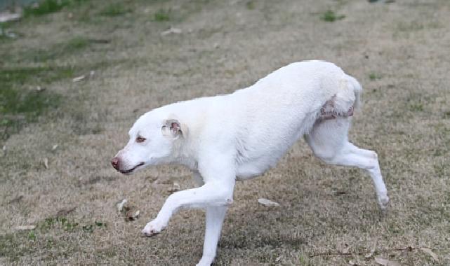 Karşıyaka'nın ampute köpekleri emin ellerde