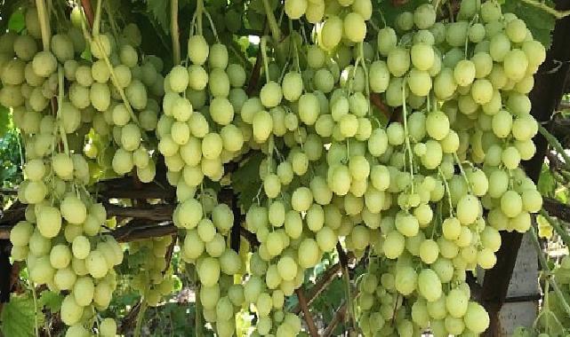 Superior Seedless Çeşidi Sofralık Üzümün ihracat yolculuğu başladı