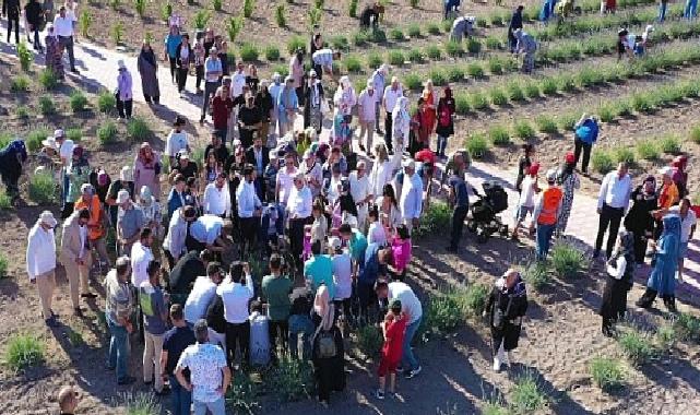 Keçiören'deki Lavanta ve Gül Bahçesi'nde Hasat Zamanı