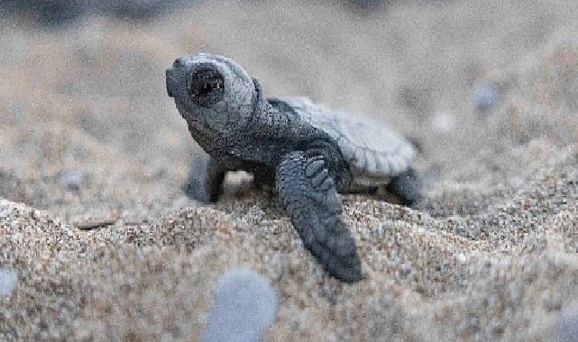 Mavi Gönüllüleri, Indigo Turtles projesi ile Caretta Caretta'ları Akdeniz'le buluşturmaya devam ediyor