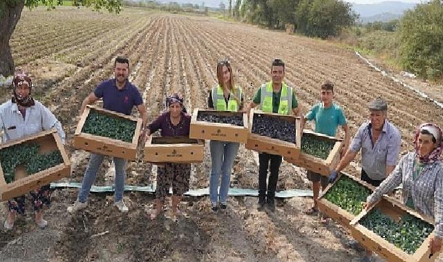 Milas Belediyesi üretiyor, üretimi destekliyor