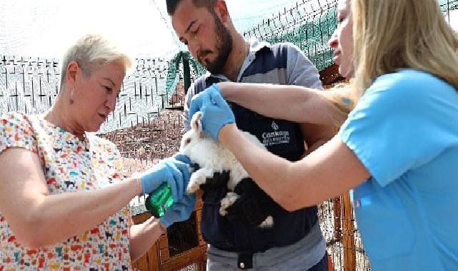 Çankaya Belediyesinin Veteriner Hekimleri iş başında