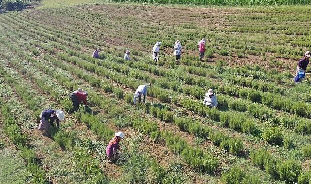 Tıbbi ve Aromatik Bitkilerin Hasadı Başladı