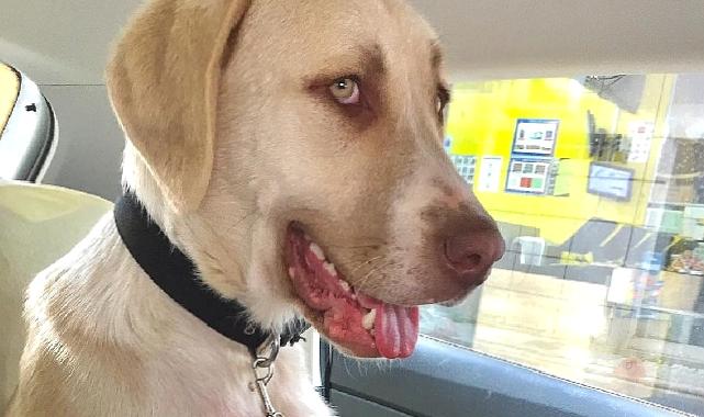 Kadıköy Belediyesi Geçici Hayvan Bakımevi'nden Sahiplendiği Görme Engelli Köpeğine Ev Kiraladı